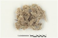 藏品(泥炭苔屬)的圖片